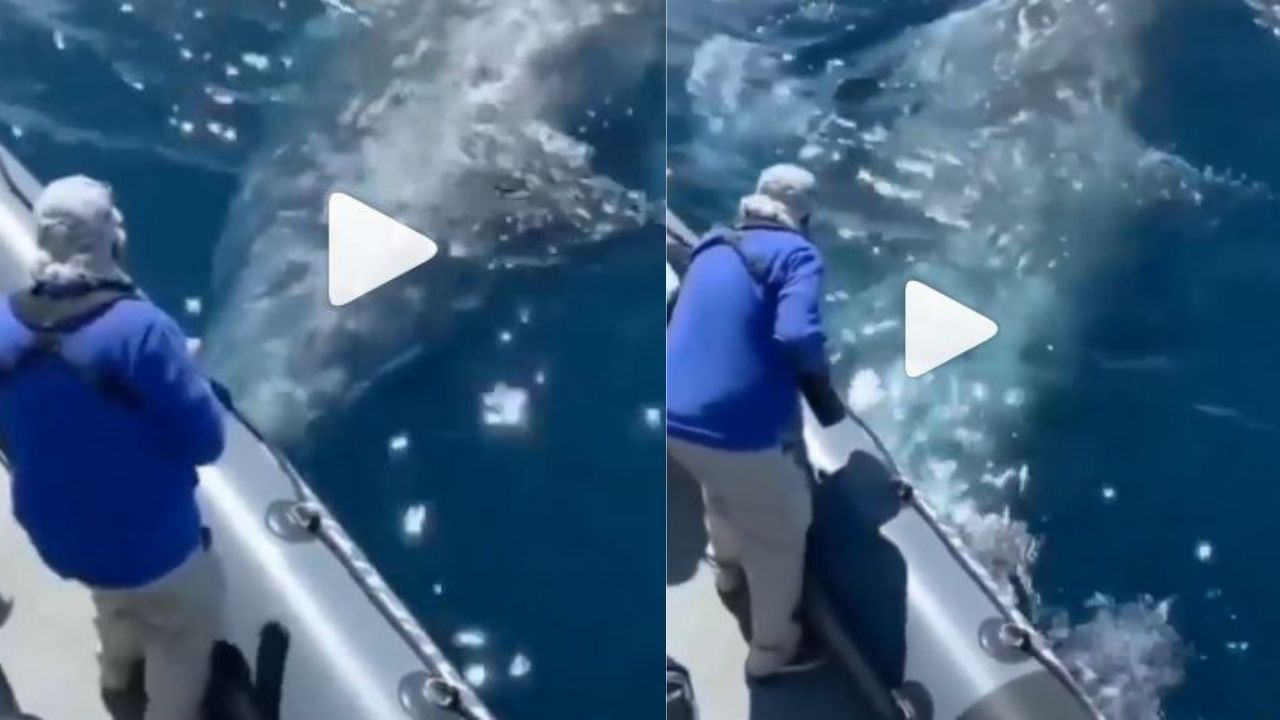 Dos ballenas gigantes rodearon barco lleno de personas robándose su atención por 90 minutos en California