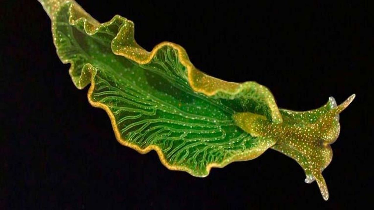 Descubren unas babosas marinas capaces de regenerar su cuerpo entero