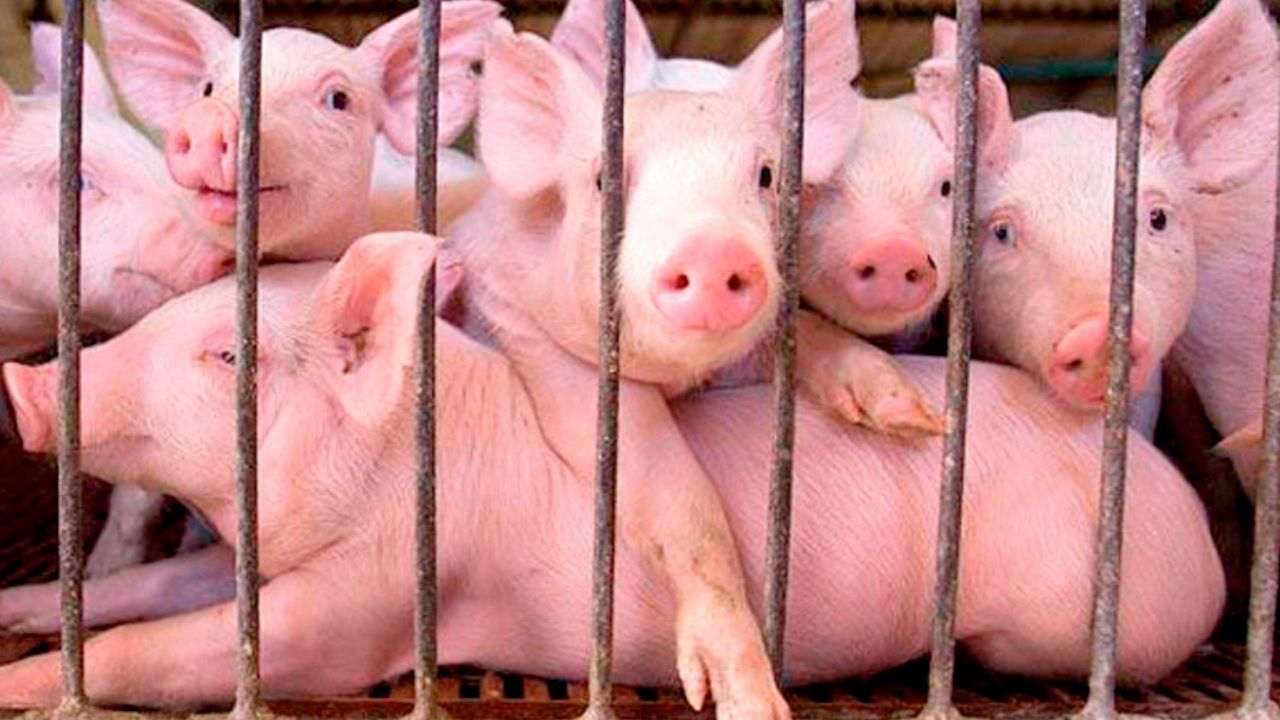 Honduras incrementa la importación de carne de cerdo de 38 mil a 45 mil toneladas