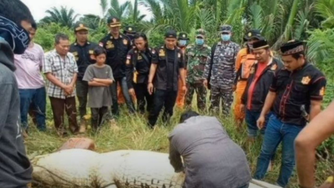 Cocodrilo de 7 metros se traga a niño de 8 años y extraen su cadáver intacto del estómago del animal
