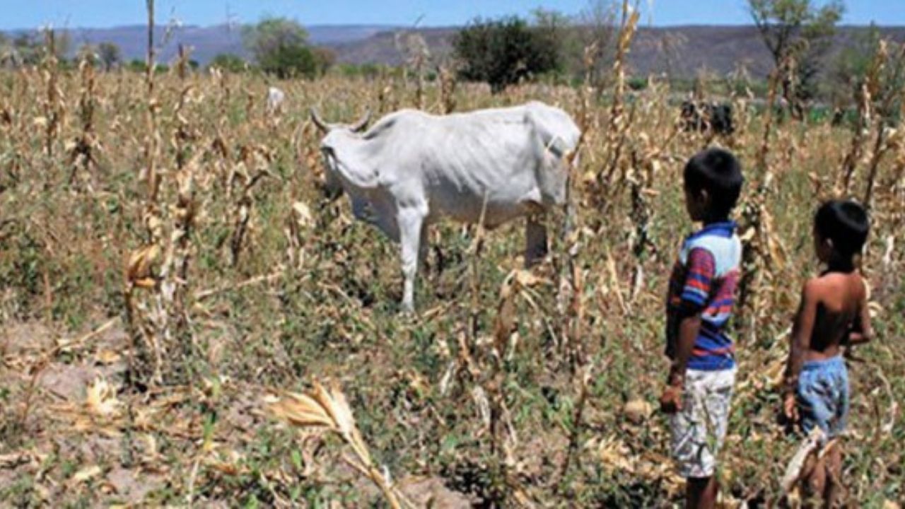 Al menos 2.9 millones de hondureños están en crisis alimentaria; cifra aumentaría a 3.3 millones en julio de 2021