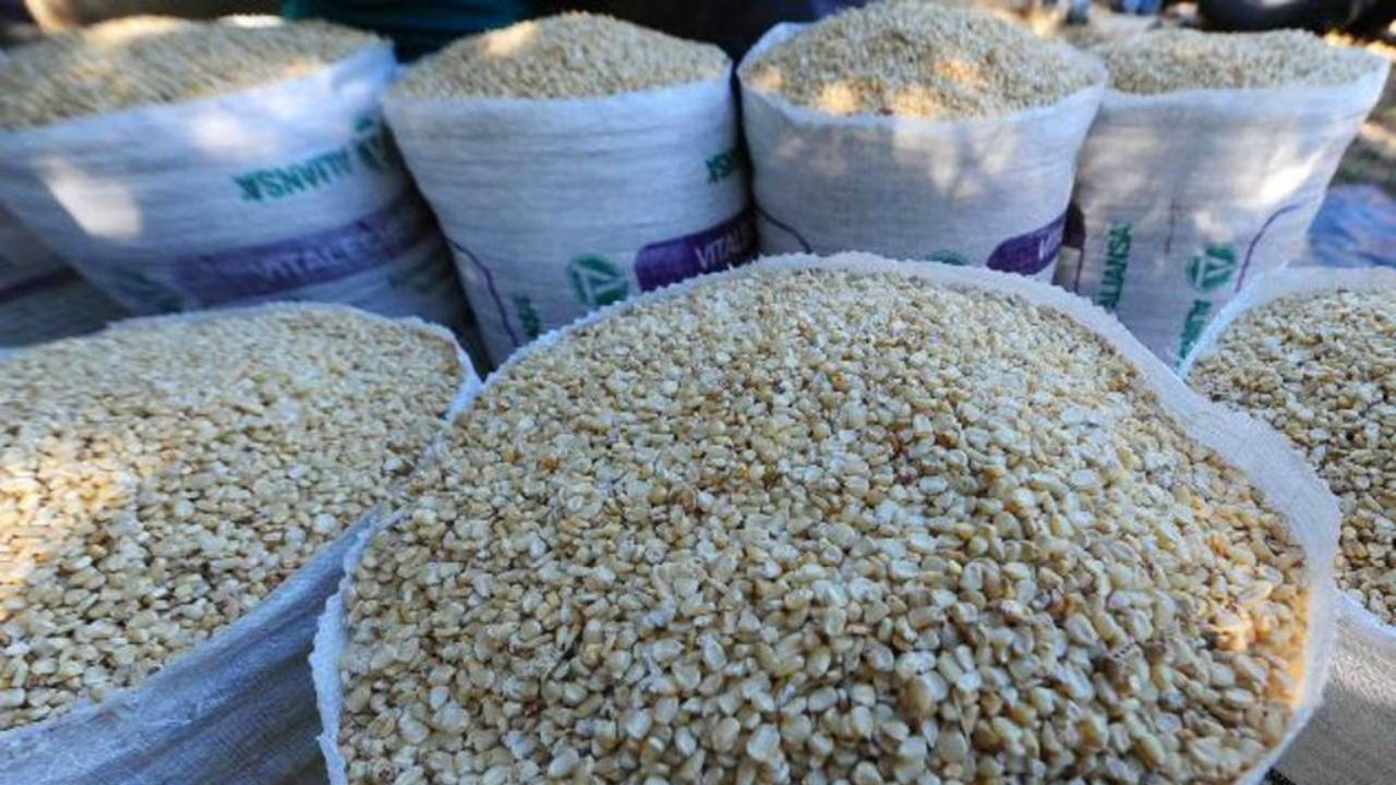 Producción de maíz ha pasado de    13 a ocho millones de quintales en Honduras