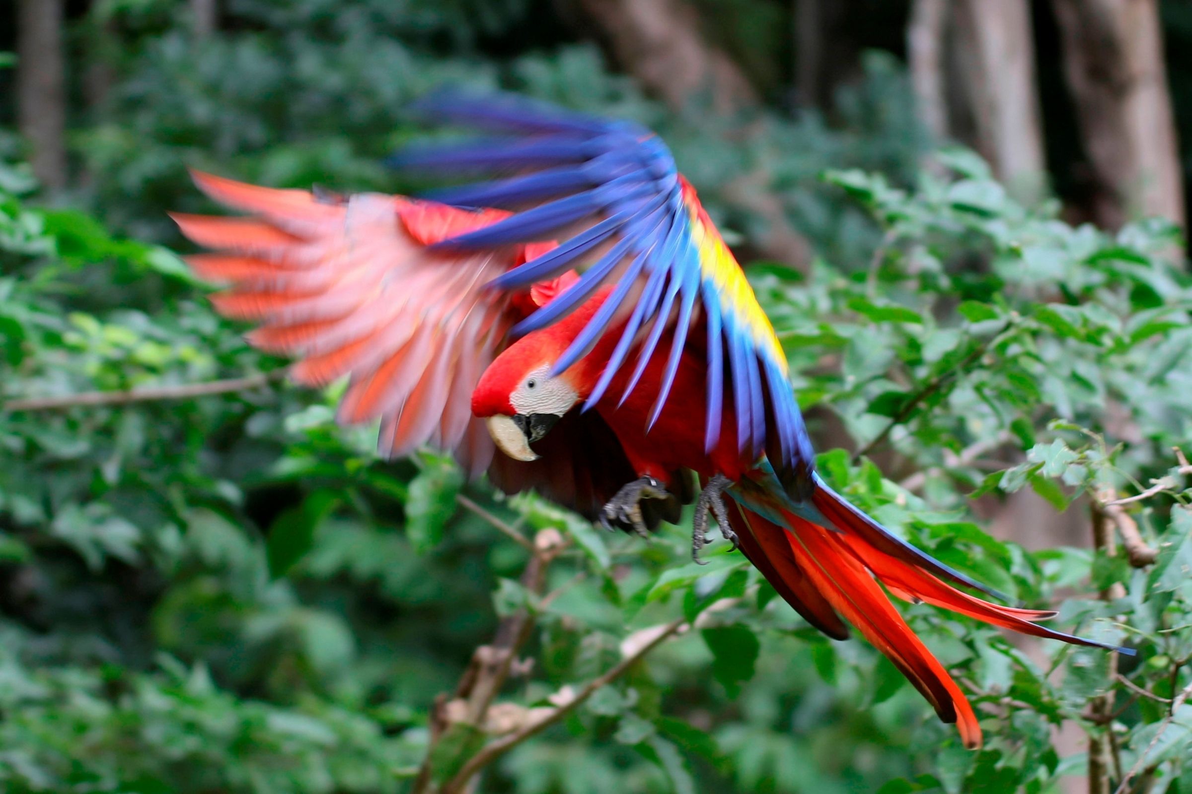Liberan diez guacamayas rojas, ave en peligro de extinción en Honduras