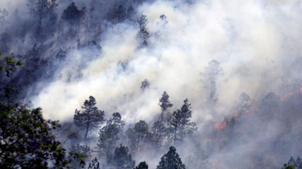 Honduras pierde al año 78,000 hectáreas de bosque y pide más responsabilidad