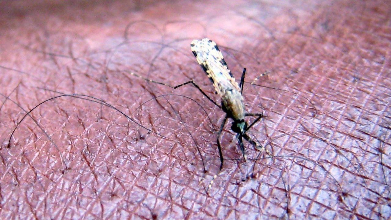 Honduras es uno de los 25 países capaces de eliminar la malaria en 2025, asegura la OMS