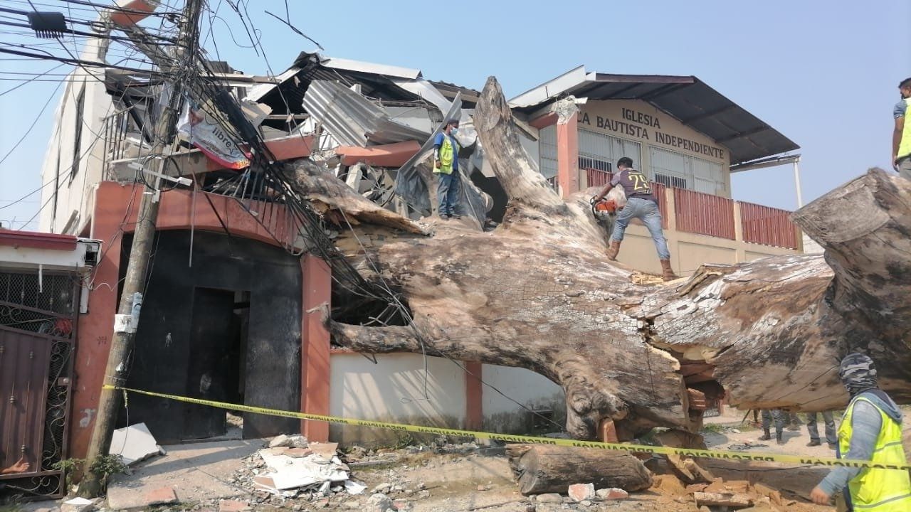 San Pedro Sula: Hondureño de 80 años murió luego que le cayera un enorme árbol encima