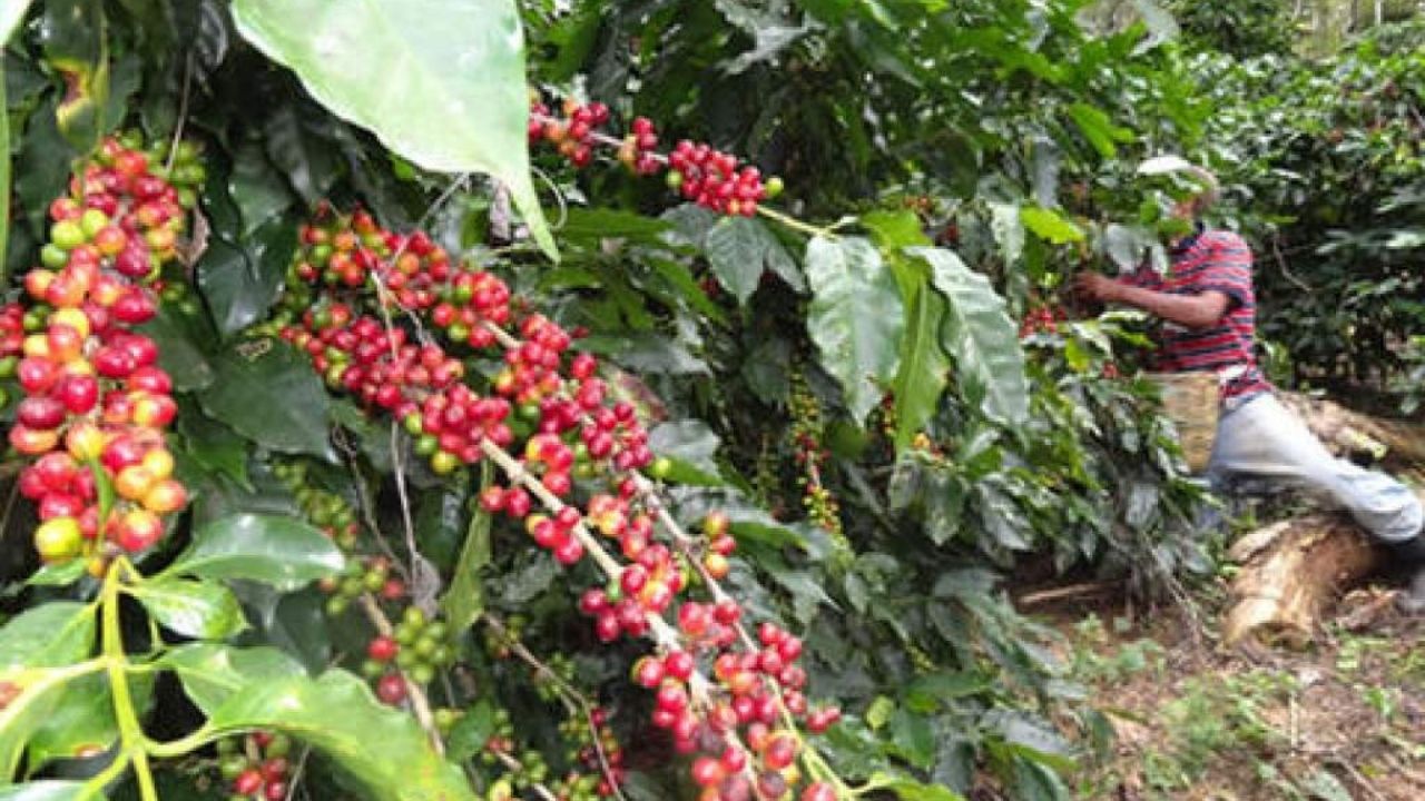 Exportaciones hondureñas de café bajan un 6% en 6 meses de cosecha 2020-2021