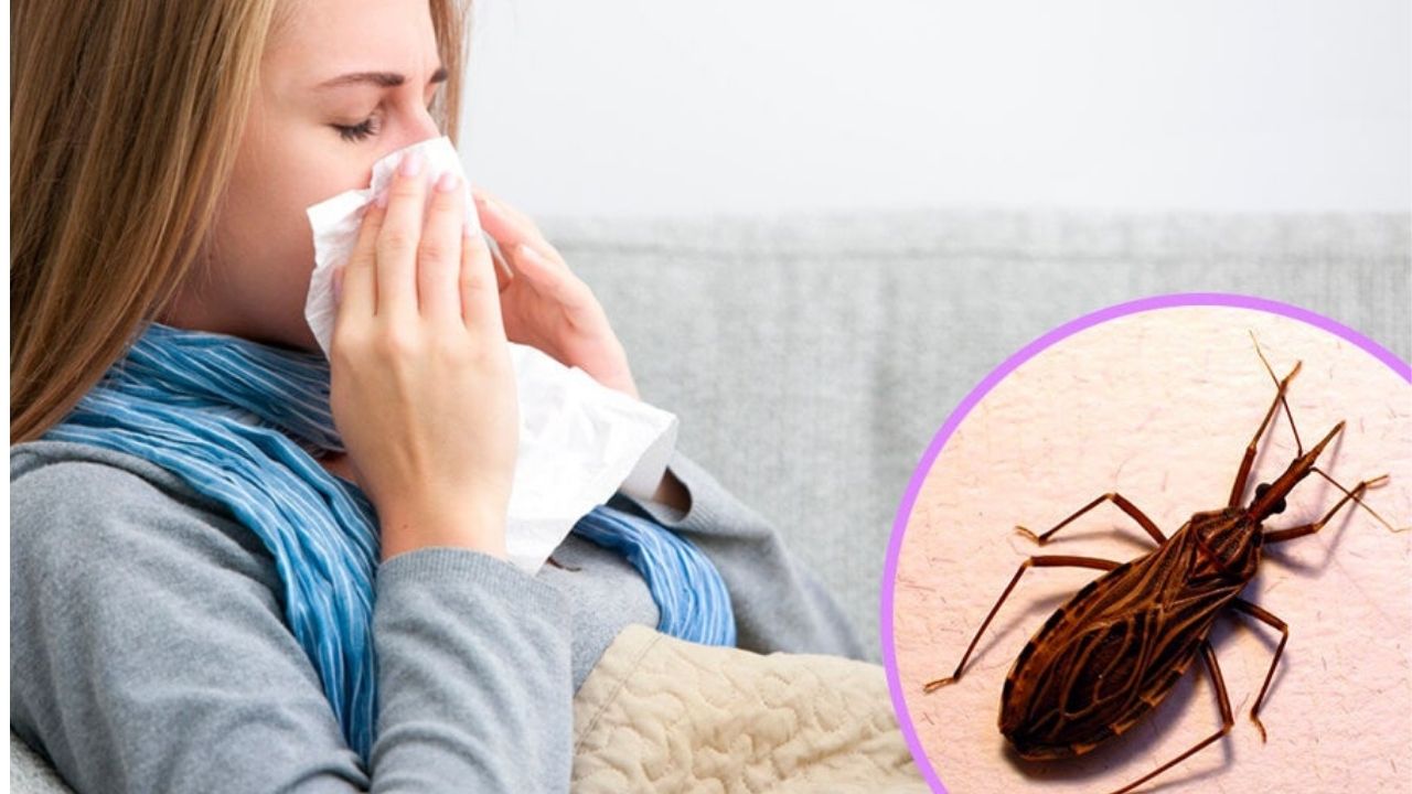 ¡Alerta! Enfermedad de chagas y los padecimientos que puedes desarrollar si te pica una chinche