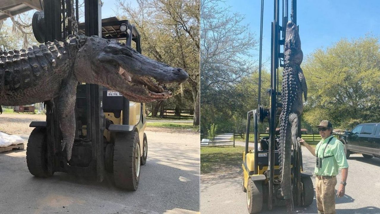 ¡Una locura! Los increíbles objetos que hallaron en el estómago de un cocodrilo de más de 4 metros de largo