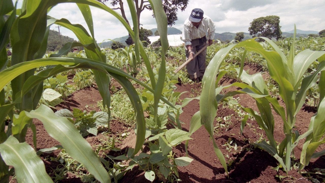 Lluvias aumentan preocupación entre productores agrícolas en la zona norte de Honduras