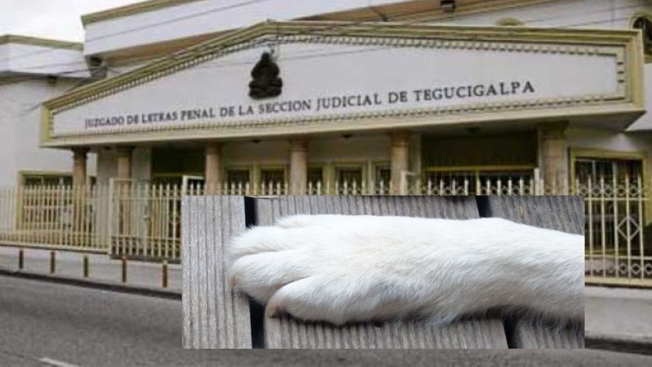 Honduras: Por primera vez perro asistirá a audiencia judicial en caso ‘Sky’