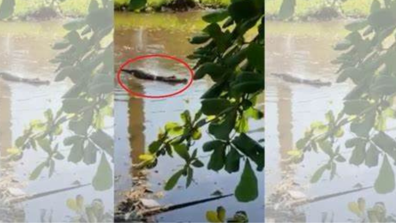 Captan a dos temibles cocodrilos en los bajos de un puente en La Ceiba, Atlántida