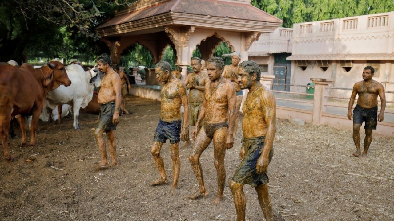 Untarse estiércol y orina de vaca sobre el cuerpo, la insólita forma de prevenir el covid en la India