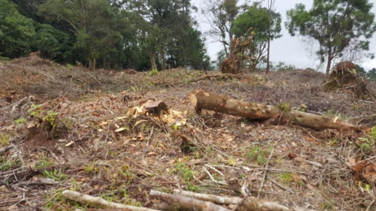 Honduras pierde entre 60,000 y 80,000 hectáreas de bosques a causa de la tala ilegal