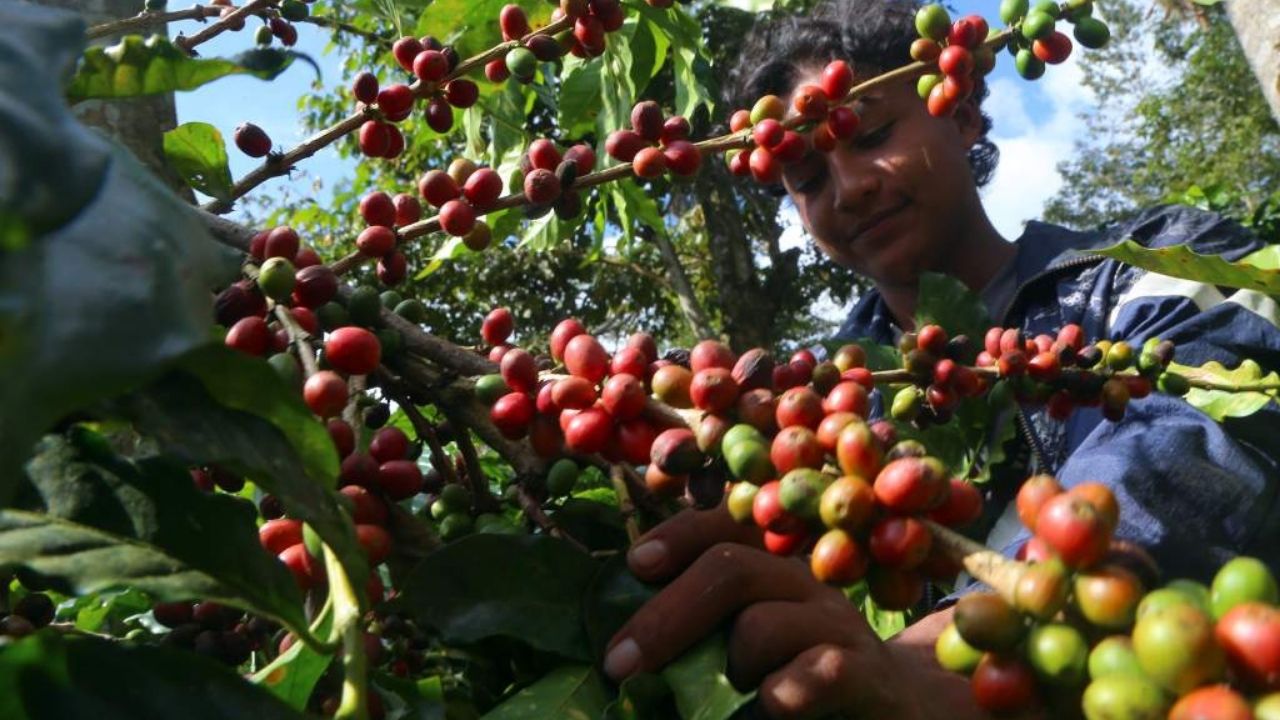 Ingresos por exportaciones de café hondureño suben 1.4% en 7 meses de cosecha