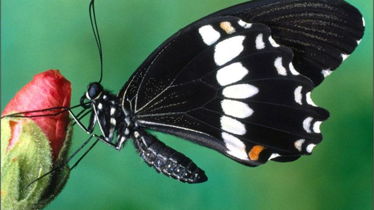 ¿Conoces el significado que tiene la visita de mariposas de colores a tu hogar? ¡Te sorprenderás!