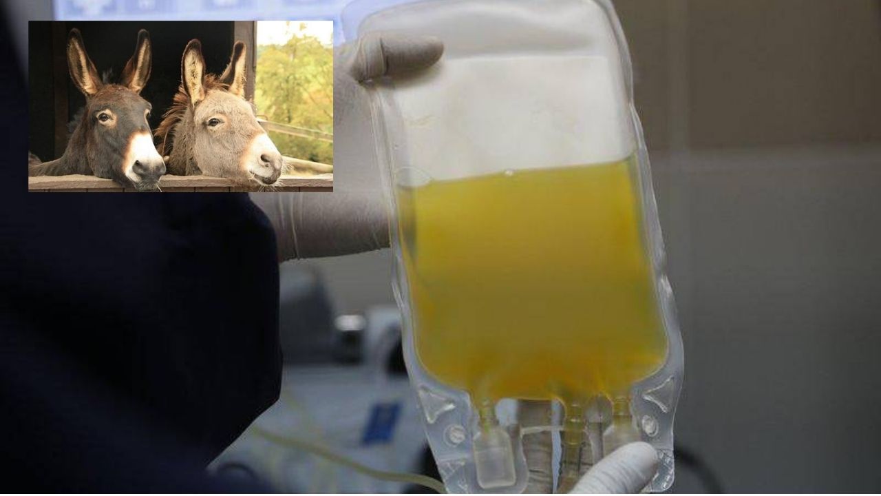 El suero de plasma de burros, la nueva apuesta de Bolivia contra el covid-19