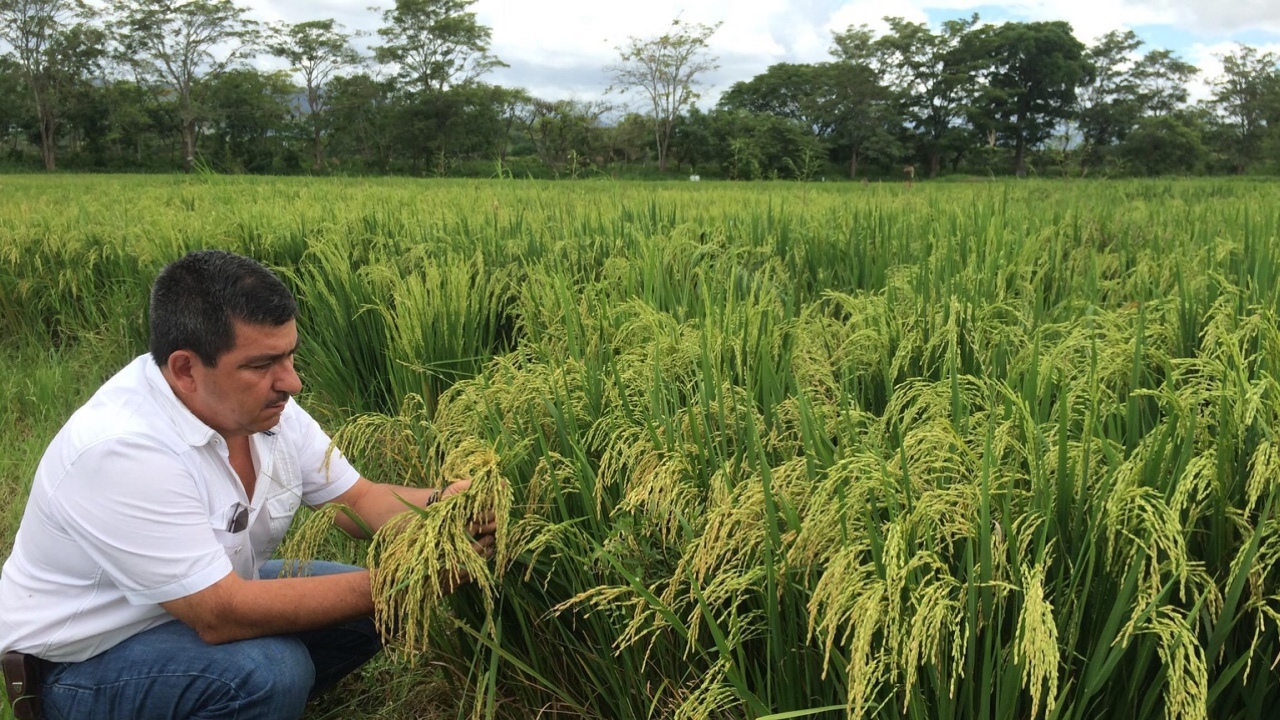 Más de mil familias productoras de arroz amenazan con paralizar totalmente su producción