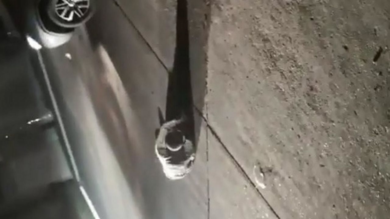 Imágenes muestran atentado contra abogado hondureño, quien se tiró del carro para salvar su vida