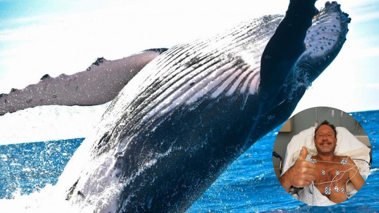´Estuve dentro de su boca durante 40 segundos´: pescador es tragado por una ballena y luego es escupido sano y salvo