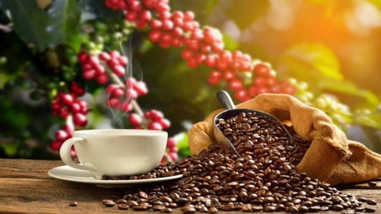En ocho meses de ciclo, ingresos por las exportaciones de café hondureño crecieron en un 7.3 %