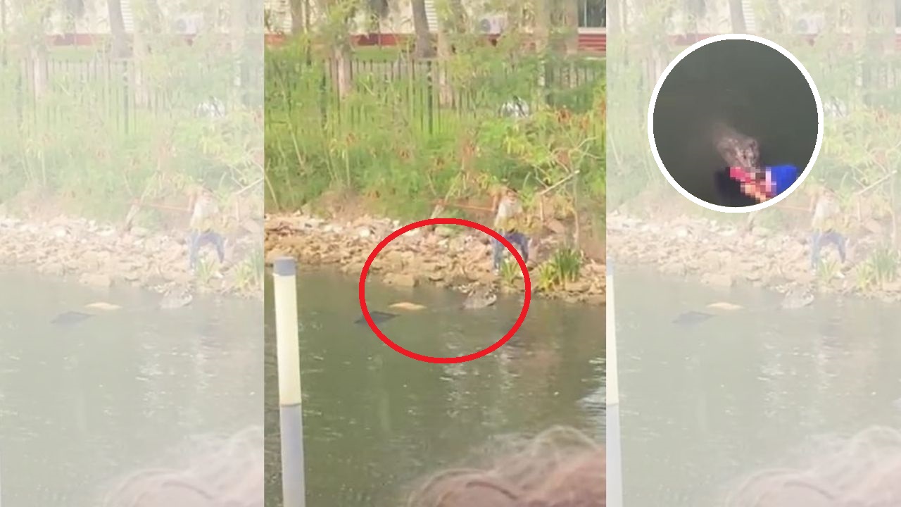 ¡Con el cuerpo en el hocico! Así atrapan al cocodrilo que mató a una mujer, mira cómo lo hicieron