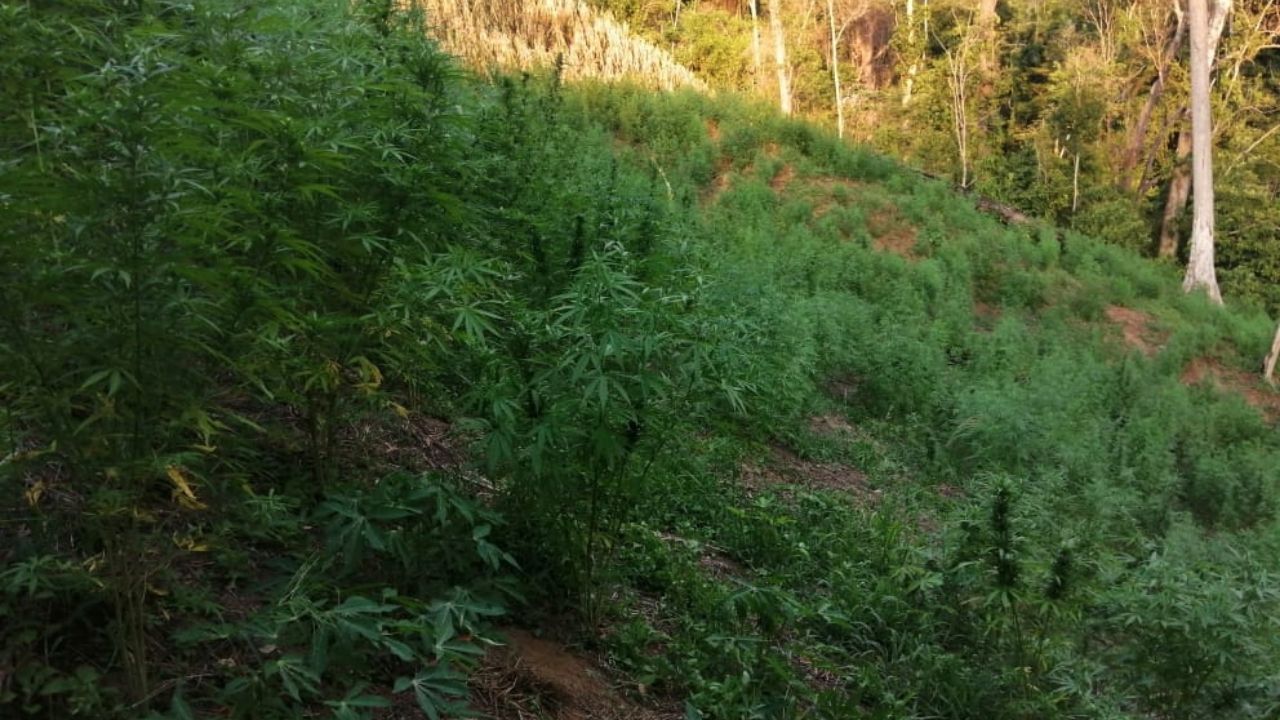 Aseguran narcolaboratorio y cultivo de hoja de coca en Colón, Honduras