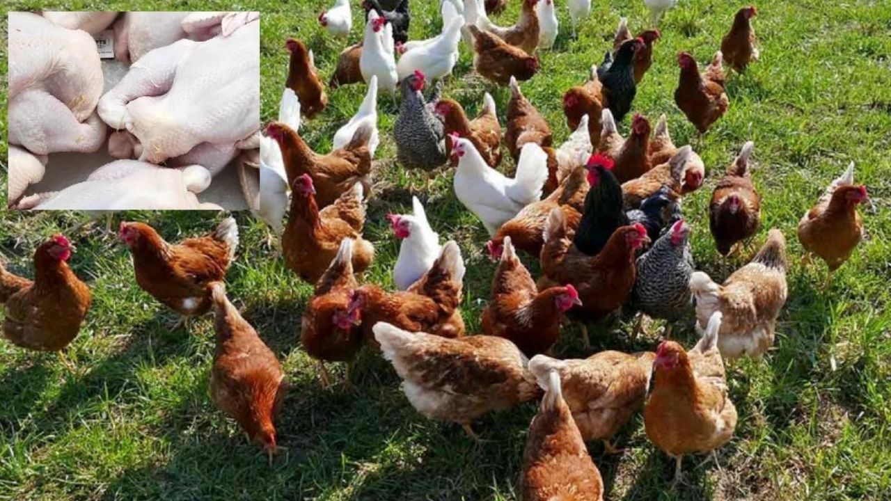¿Por qué los pollos eran vistos como seres sagrados y no como comida? Lo revela un estudio