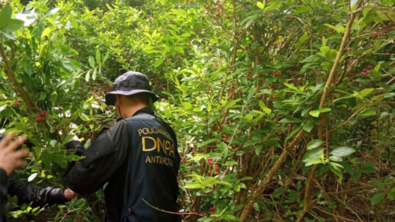 Honduras localiza cultivos de hoja de coca y laboratorio para procesar drogas