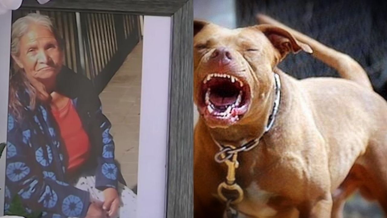 Abuelita muere tras brutal ataque de cuatro perros pitbull frente a su casa y el relato de su nieta es desgarrador