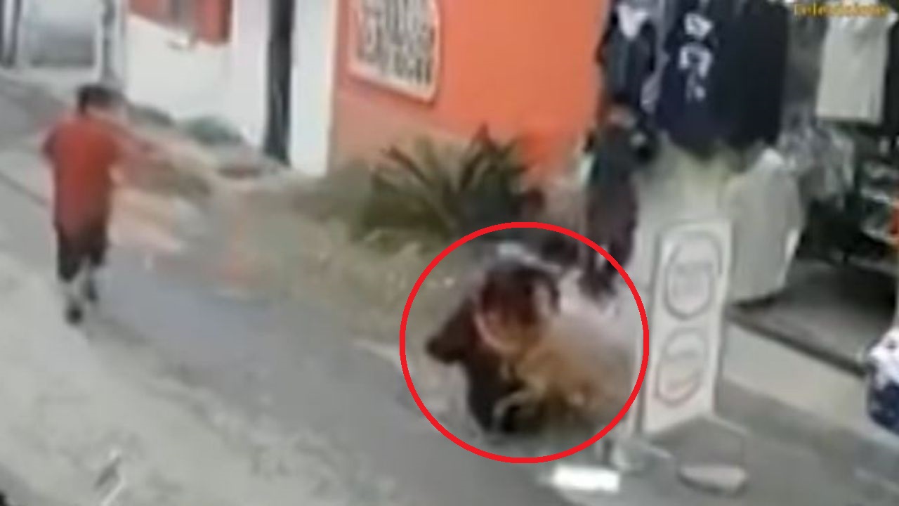 Niño de 3 años se salva de morir luego de un ataque brutal de un perro pitbull