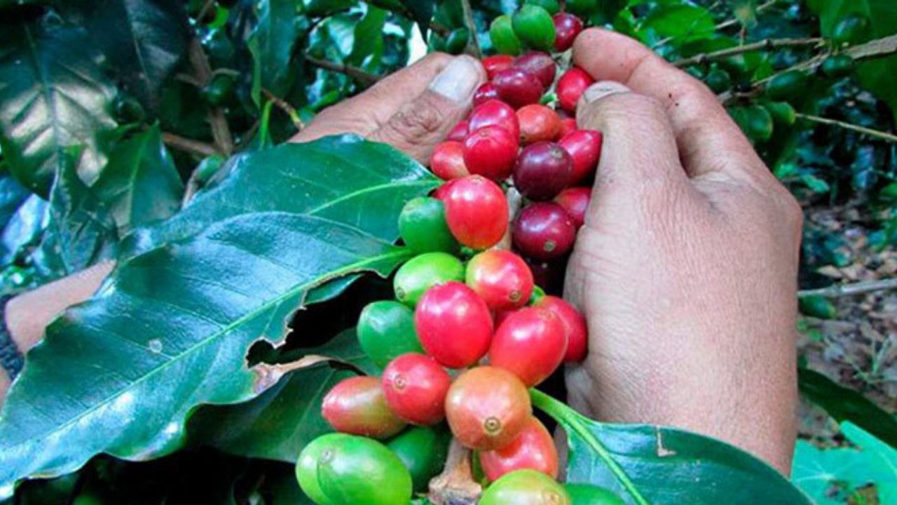 Ingresos por exportaciones de café hondureño suben 20.2 % por alza del precio