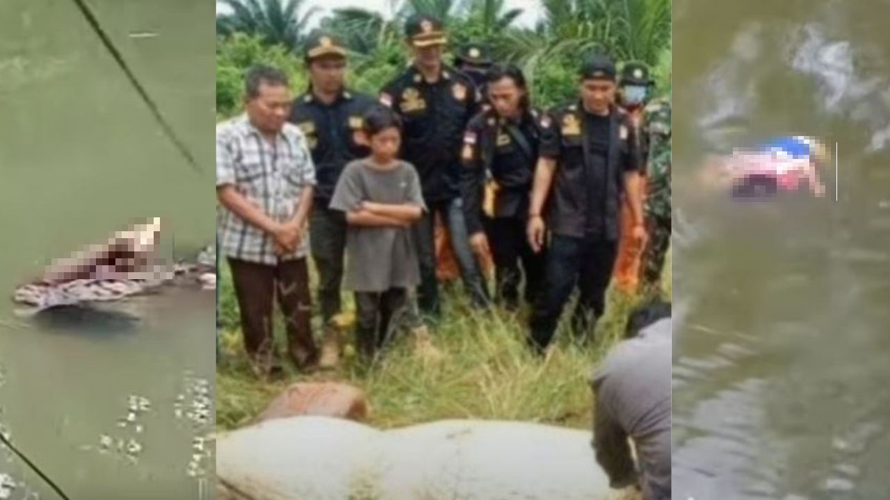 Ataques mortales de cocodrilos: extraen del estómago del animal el cuerpo de un niño; captan a reptil nadando con pierna humana