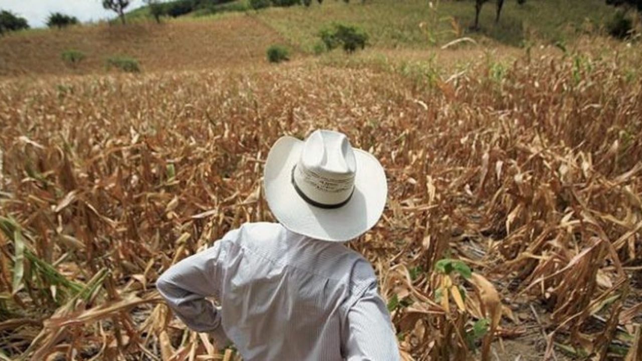 Imagen de La inseguridad alimentaria aguda aumentará en Honduras, según ONU