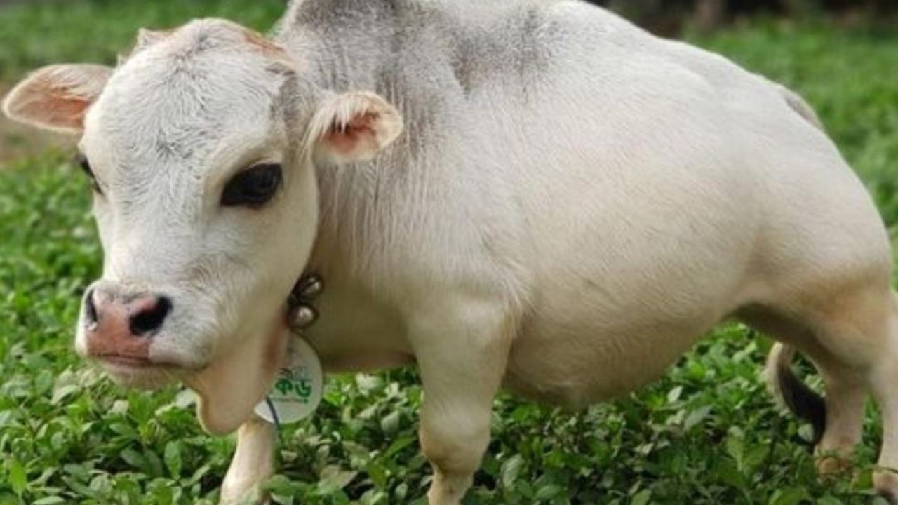 Mira a Rani la vaca más pequeña del mundo