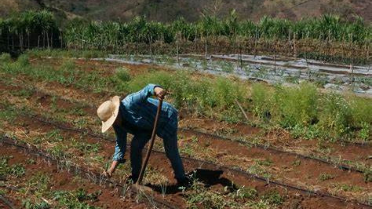 FAO: Casi 4 millones de personas en inseguridad alimentaria en Honduras