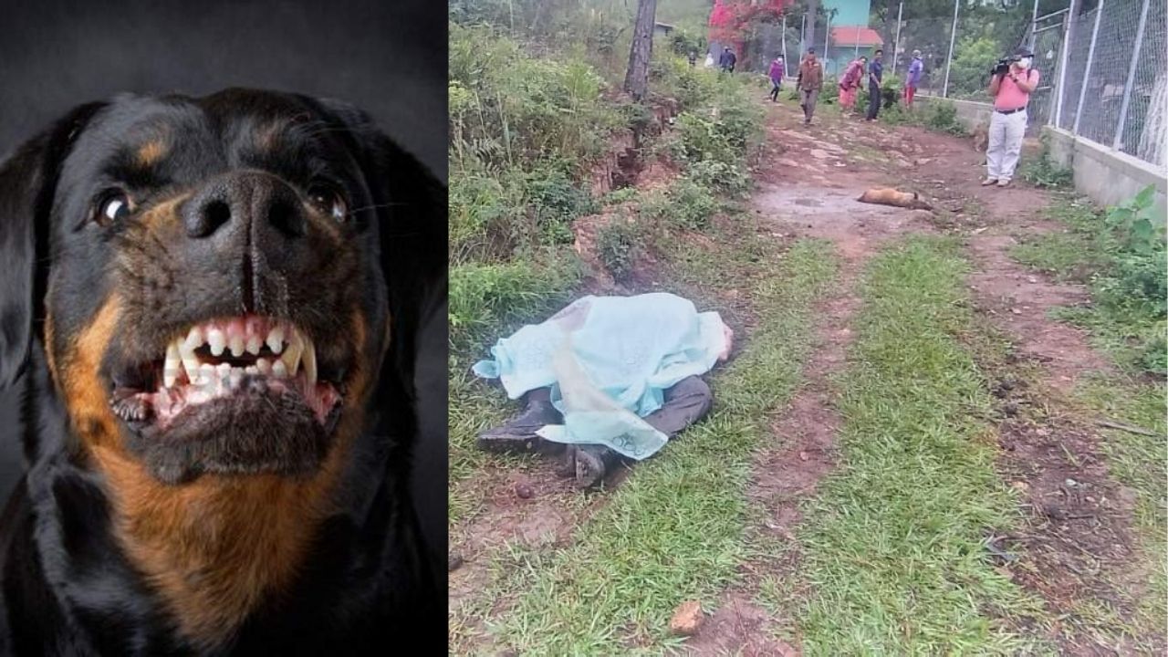 Perros rottweiler matan a hondureño y a su mascota en Francisco Morazán