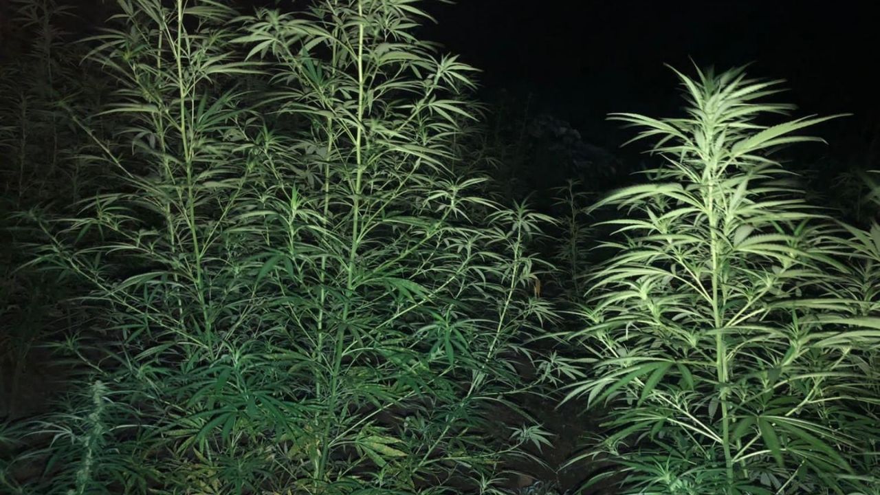 Policía encuentra miles de  plantas de supuesta marihuana en Colón, Honduras