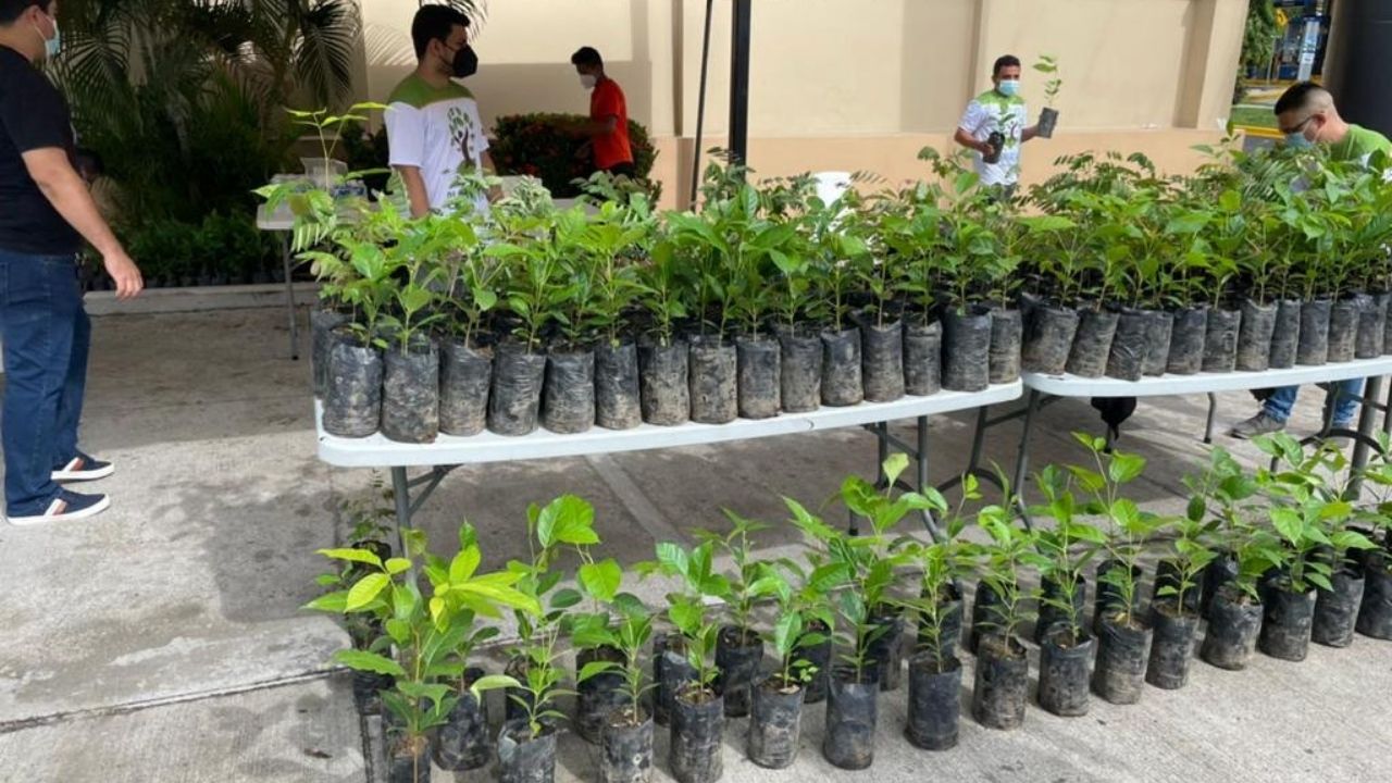 Plantatonhn invita a las tropas verdes a recoger sus arbolitos el domingo 1 de agosto en Tegucigalpa y San Pedro Sula