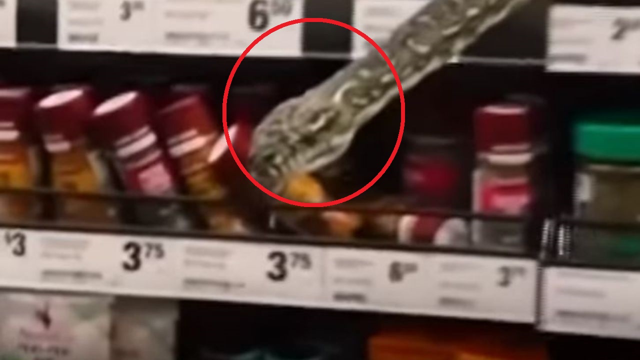 Hallan serpiente de 3 metros en supermercado y esta fue la increíble reacción de una mujer