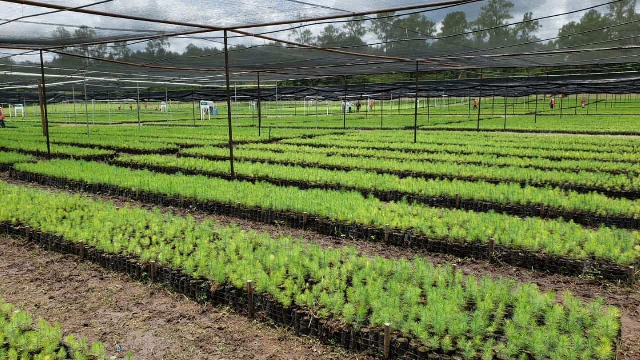 El vivero más grande de Honduras está en Esquías, Comayagua, mira las impresionantes fotos