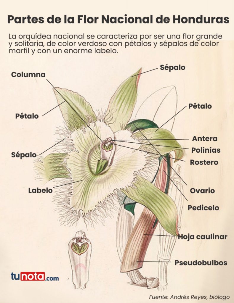 Imagen de cuerpo de nota