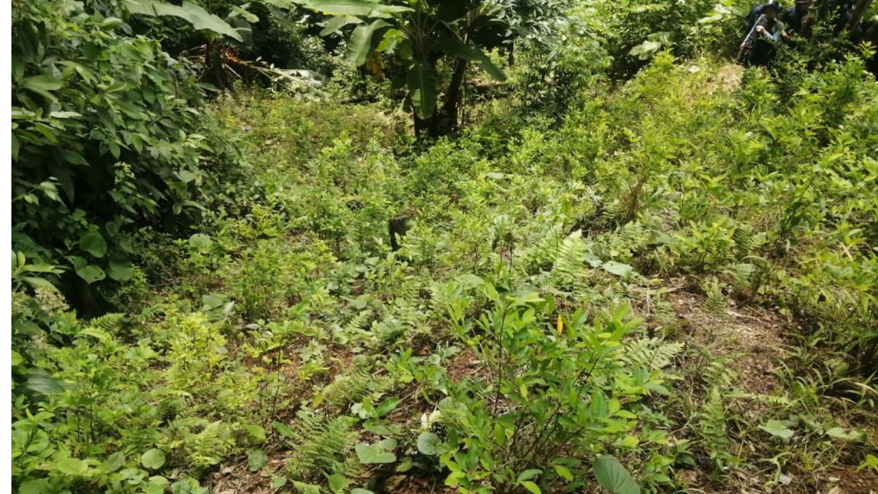 Más de ocho mil plantas de coca y un narcolaboratorio fueron destruidos en Colón