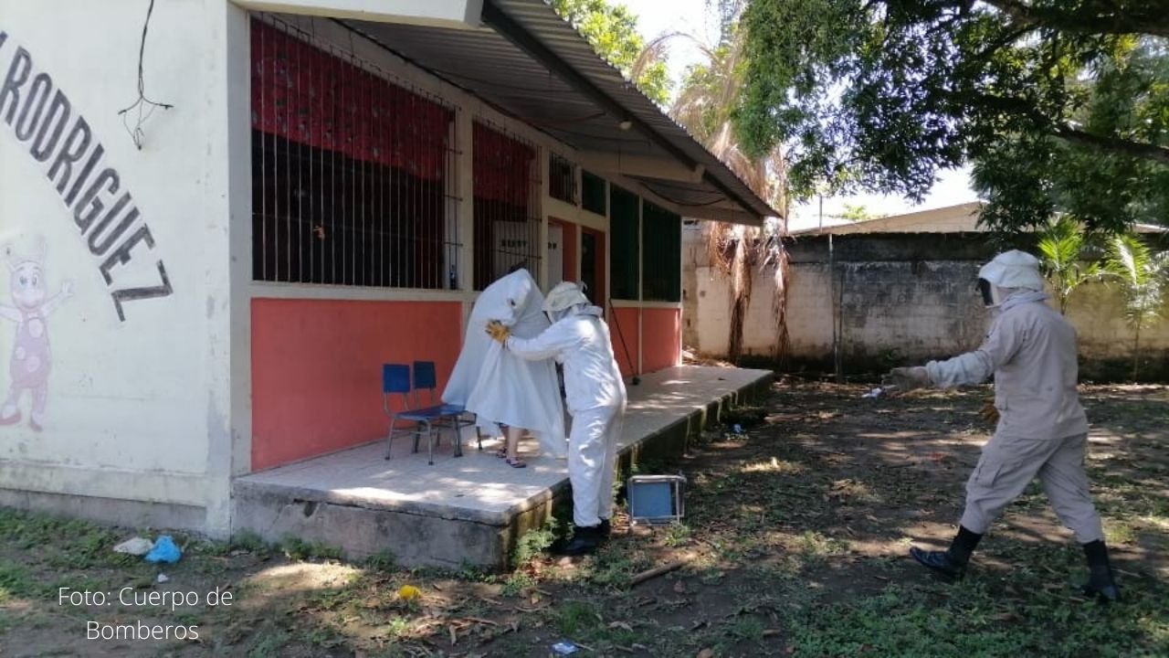 Enjambre de abejas atacó a niños y adultos en jardín escolar en Colón