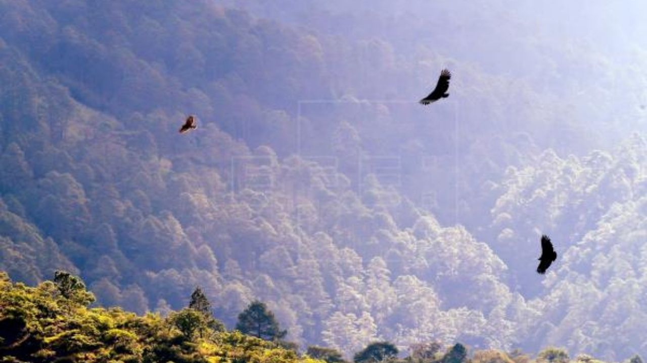 Honduras restaurará 295 mil  hectáreas de áreas protegidas con apoyo de la ONU