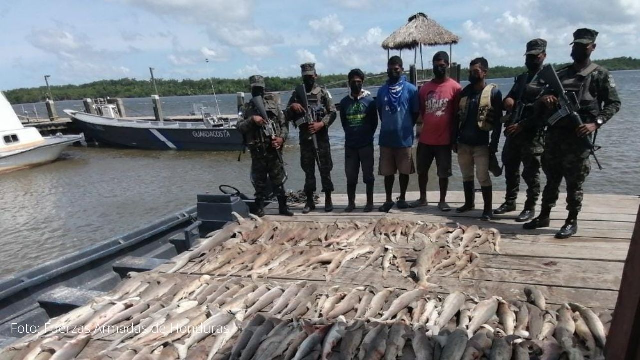 Capturan a tres hondureños por pesca ilegal con 719 libras de tiburón en Gracias a Dios