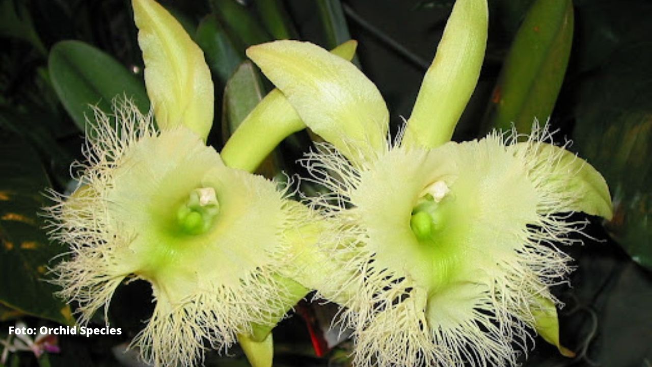 Conoce todos los detalles de la 'orquídea de la Virgen', la Flor Nacional de Honduras