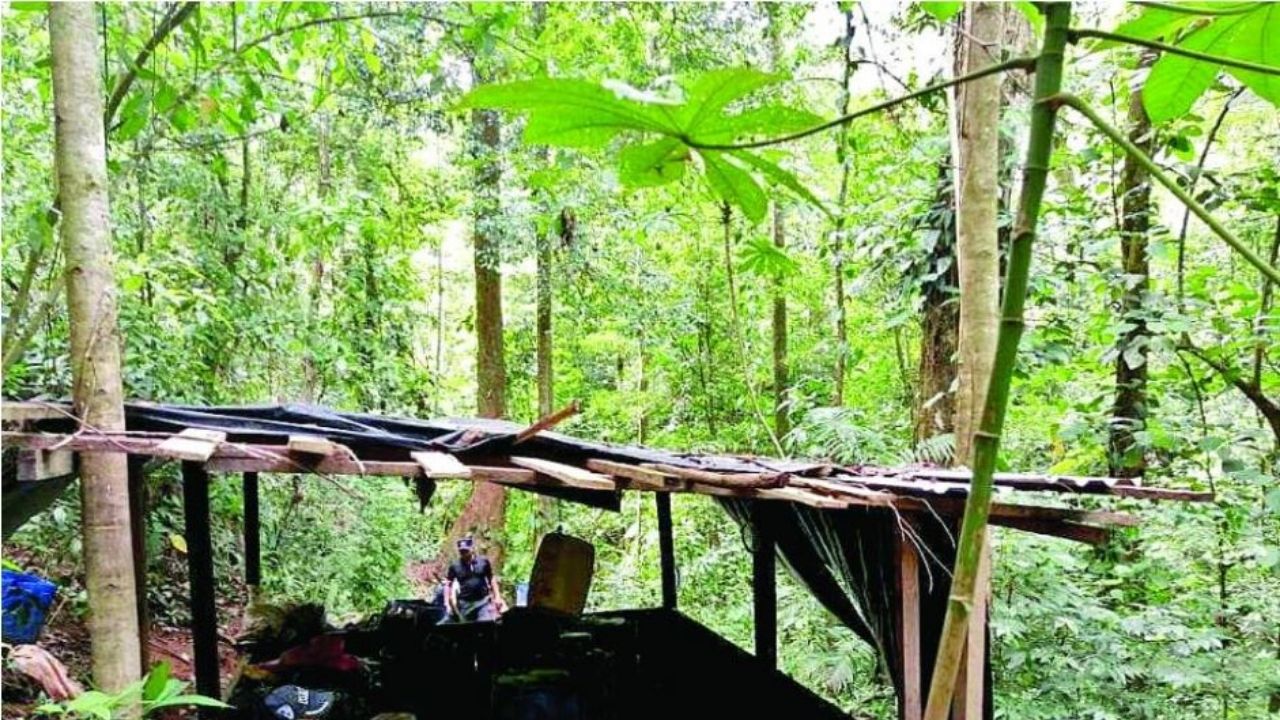 Autoridades destruyen cultivos de hoja de coca en Colón
