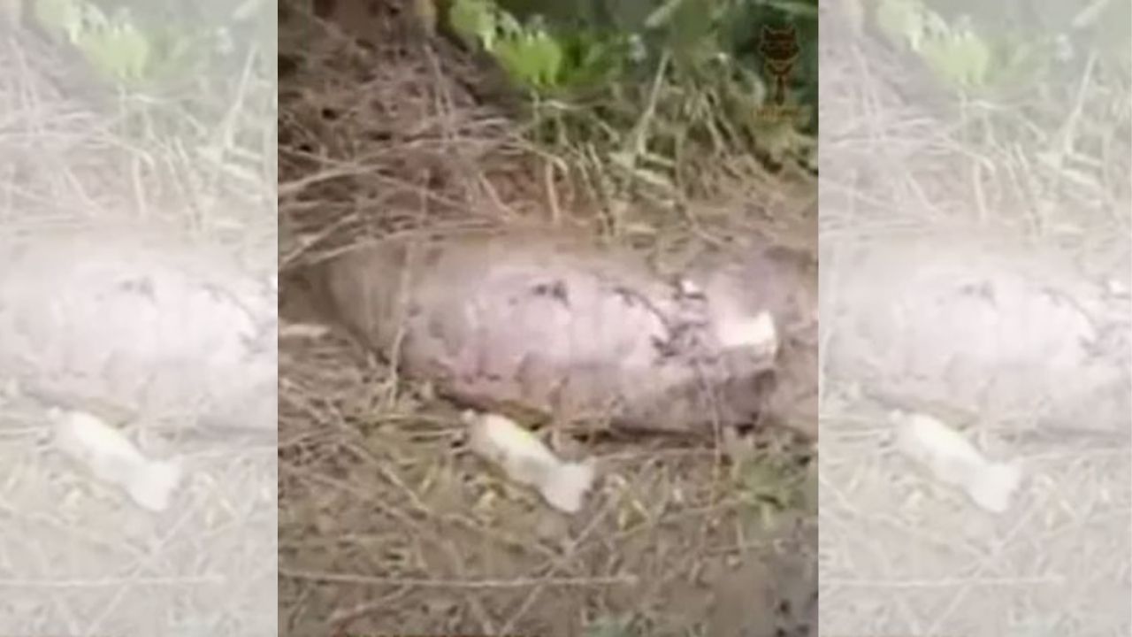 ´Fue una escena tan aterradora´: Granjero narra cómo una serpiente explotó luego de comerse una vaca entera