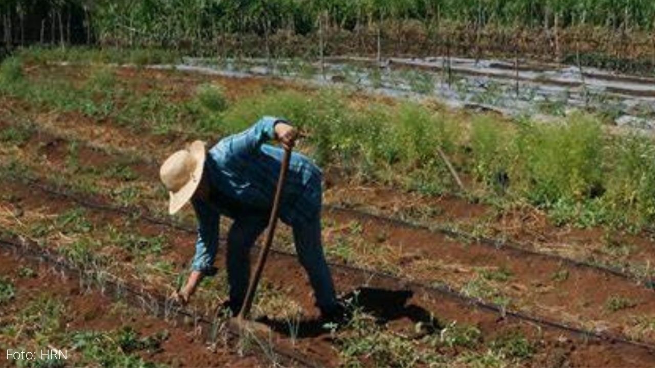 Inseguridad alimentaria afecta a más de 3 millones de hondureños, según la ONU